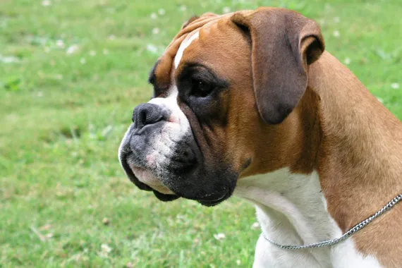 Boxer Breed Cropped Jewelry Puppy Face Charm
